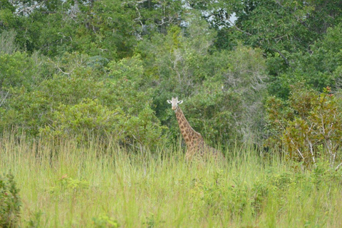 Kwale: Private day tour to Shimba Hills with Picnic lunch