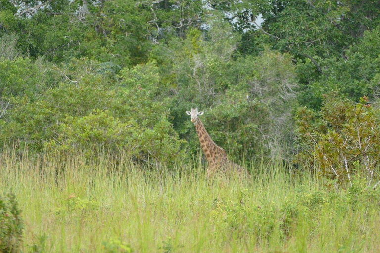 Kwale: Private day tour to Shimba Hills with Picnic lunch