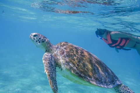 Cancun: Obserwacja żółwi morskich w Akumal