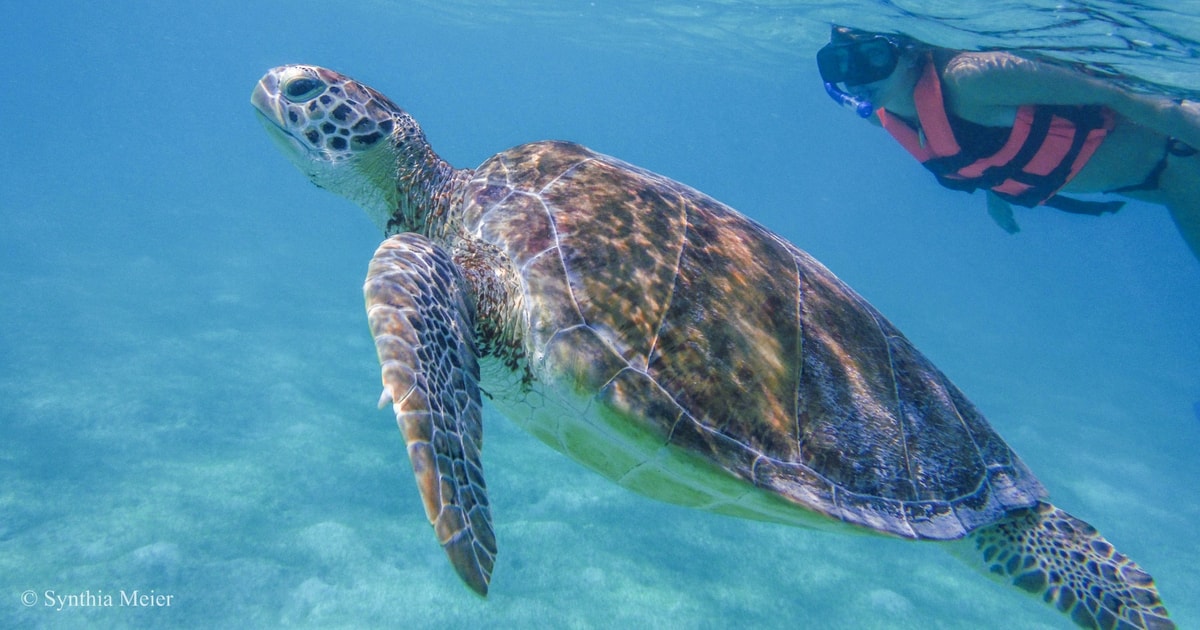 Cancún: Observação de Tartarugas Marinhas em Akumal | GetYourGuide