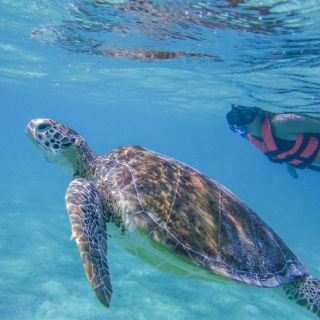 Cancun: Marine Turtle Observation in Akumal