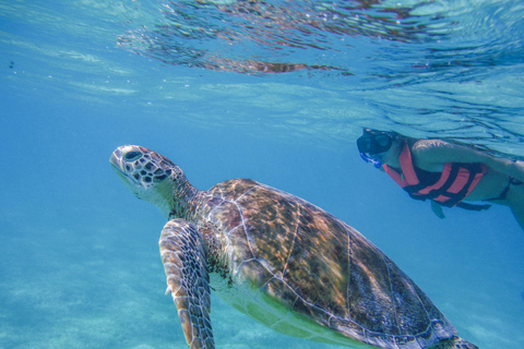 Cancun: Obserwacja żółwi morskich w Akumal