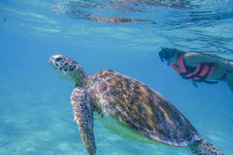 Cancún: observación de tortugas marinas en Akumal