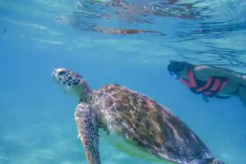 Cancun : Observation des tortues marines à Akumal