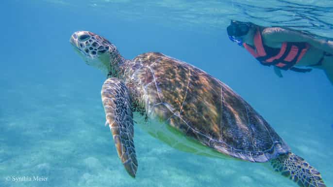 marine turtle observation