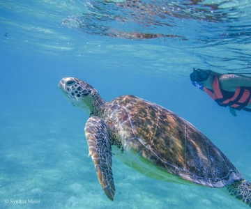 Cancun: Marine Turtle Observation in Akumal
