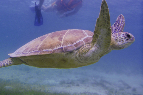 Cancun: Obserwacja żółwi morskich w Akumal