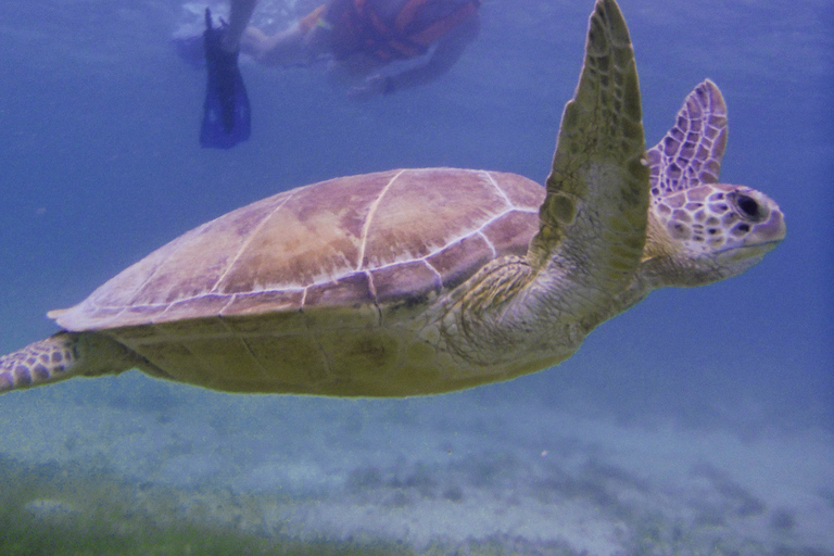 Cancun: Marine Turtle Observation in Akumal