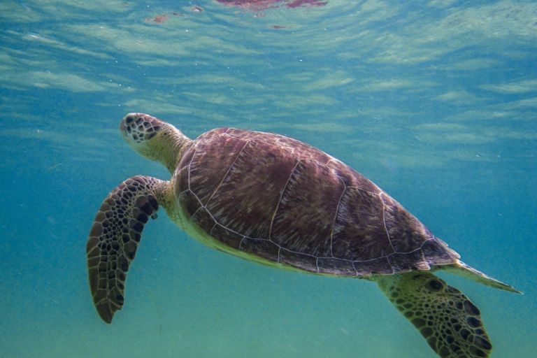 Cancun: Obserwacja żółwi morskich w Akumal
