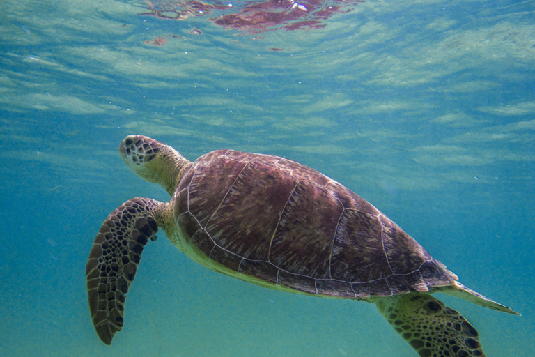 Cancun: Marine Turtle Observation in Akumal