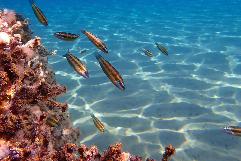 Muscat: Daymaniat Islands Scuba Diving & Snorkeling Tour