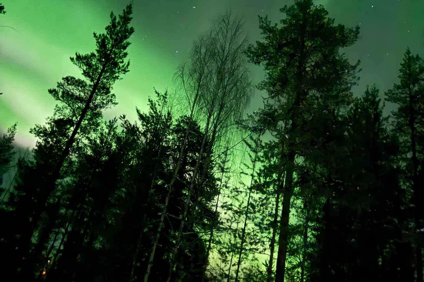 Northern Lights Tour with BBQ and Drinks