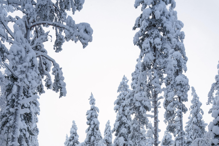 Snowmobile tour in Rovaniemi Lapland in small group