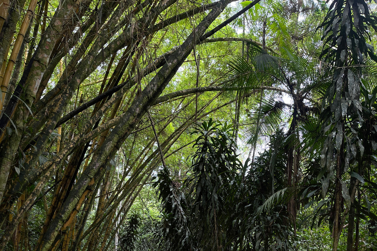 Paraty: destylarnia Engenho D'Ouro z degustacją i wodospadami
