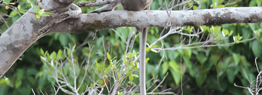 Sabah : Billet pour une croisière commentée sur la rivière Klias
