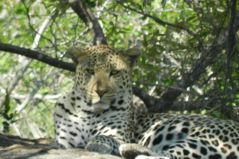 Hluhluwe-iMfolozi Park - Open Safari Vehicle Game Drives