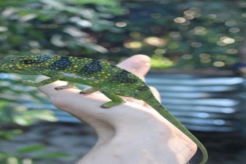 Zanzibar: Jozani forest and Butterfly day tour TOUR WITH TRANSFER (HOTEL PICK-UP AND DROP-OFF)