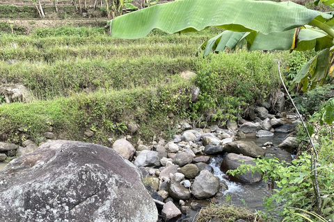 Tour particular aos terraços de arroz do Templo Selogriyo com almoço localDe Borobudur: Terraços de arroz Selogriyo e colheita de café