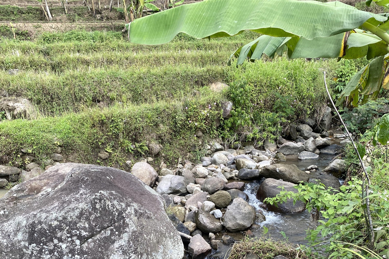 Tour particular aos terraços de arroz do Templo Selogriyo com almoço localDe Borobudur: Terraços de arroz Selogriyo e colheita de café