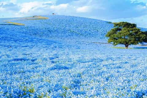 Tokyo : Hitachi Coastal Park & Oarai Shrine & Seafood Market
