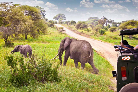 Half-day Tala Game Reserve & Lion Park Safari from Durban