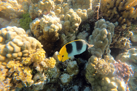 Tahaa & Raiatea: Coral Garden, Tropical Snorkeling, and Pearl Farm