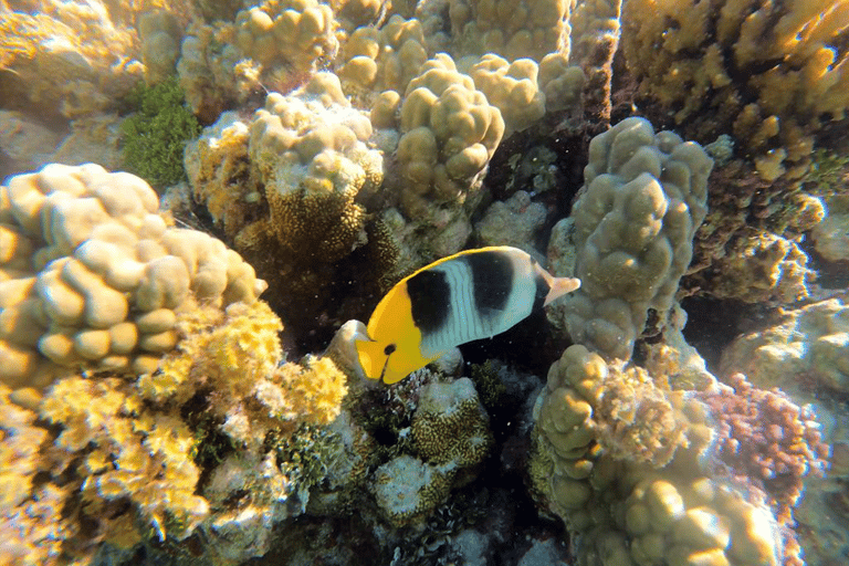 Tahaa & Raiatea: Coral Garden, Tropical Snorkeling, and Pearl Farm