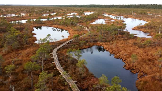 kemeri national park baltic seaside tour bog boardwalk