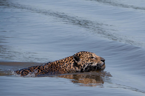 São Paulo: 3-Day Eco Safari Experience in the Pantanal