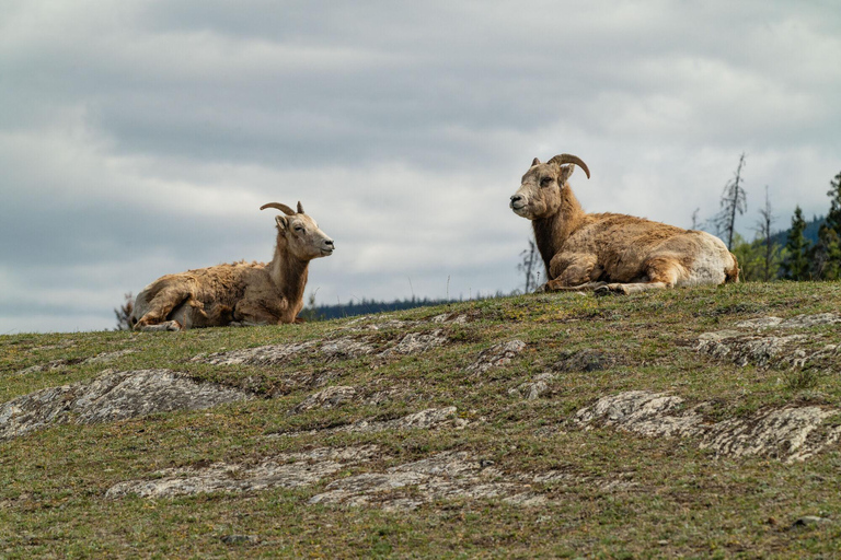 Morning Wildlife Viewing Tour - Banff/Canmore Pick-up Banff Morning Safari Drive