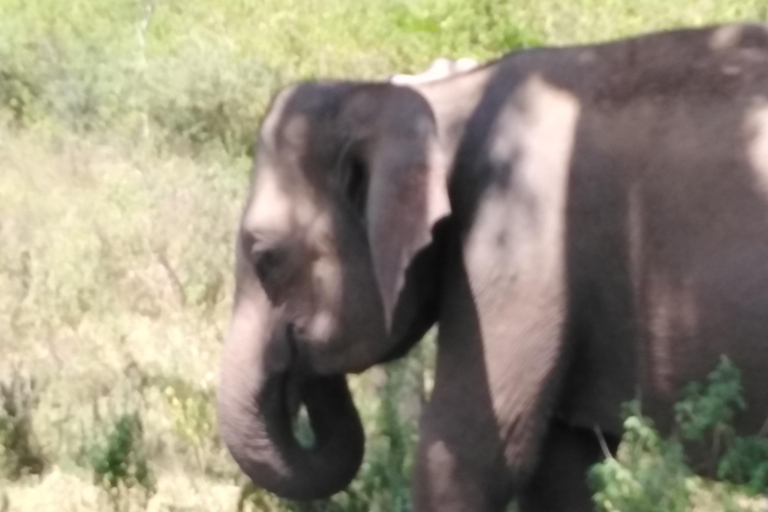 Wycieczka safari do Parku Narodowego Yala z Kolombo / Galle