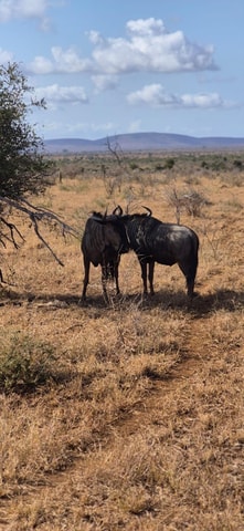 Kruger National Park Day Trip from Maputo – Big 5 Safari