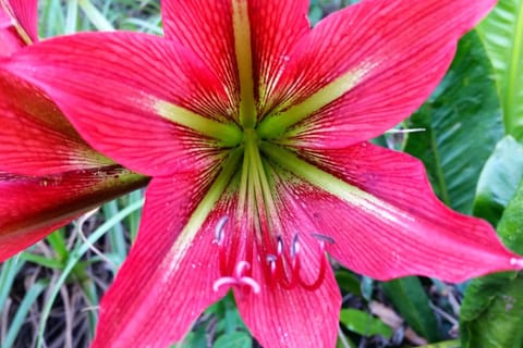 Rio de Janeiro: Botanical Garden Guided Tour with Botanist