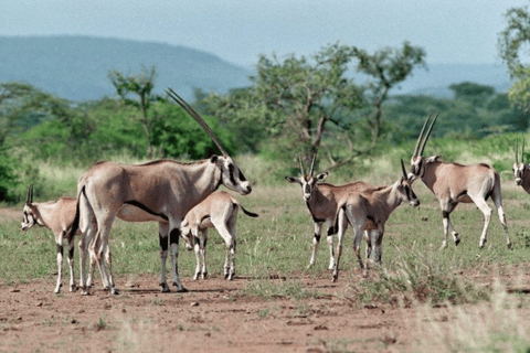 Addis Ababa: 3 Days Awash National park Safari Tour