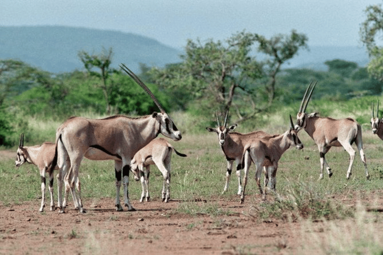 Addis Ababa: 3 Days Awash National park Safari Tour