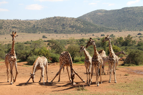 Maasai, Mikumi NP &amp; Chizua Falls 3 dias a partir de Dar es Salaam