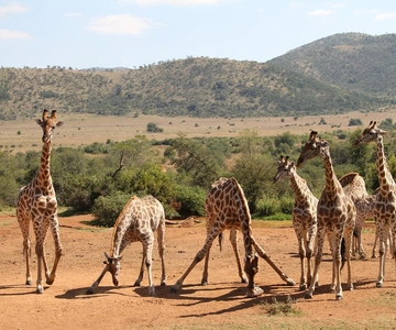 SGR vonatos kirándulás: Mikumi Nemzeti Park