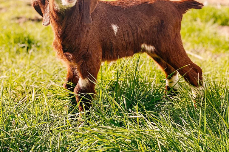 From Durres: Farmland, Vineyard &amp; Wine Tasting Tour