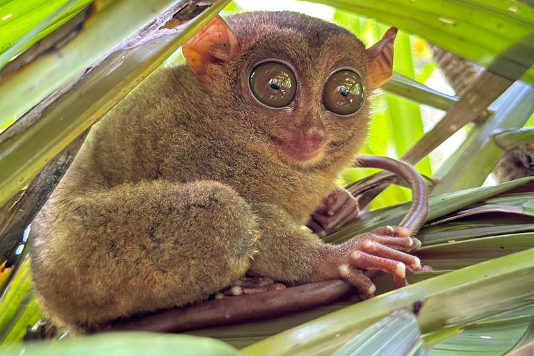 PREMIUM Bohol Countryside Day Tour from Cebu City