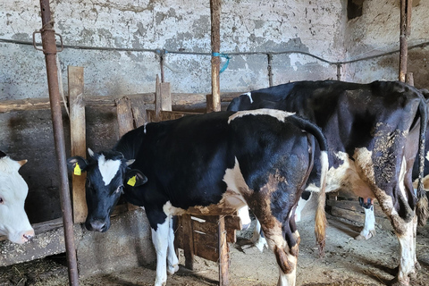 Amalfi: Milk the cows, Make Pasta, Mozzarella and Tiramisù! Private Cooking Class