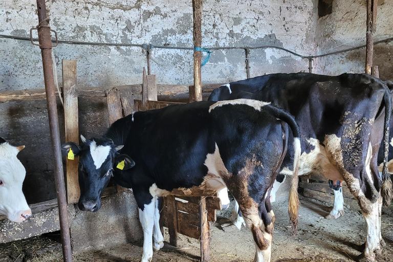 Amalfi: Milk the cows, Make Pasta, Mozzarella and Tiramisù! Private Cooking Class