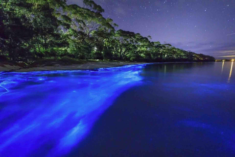 Circuit de la bioluminescence - Bocas del Toro