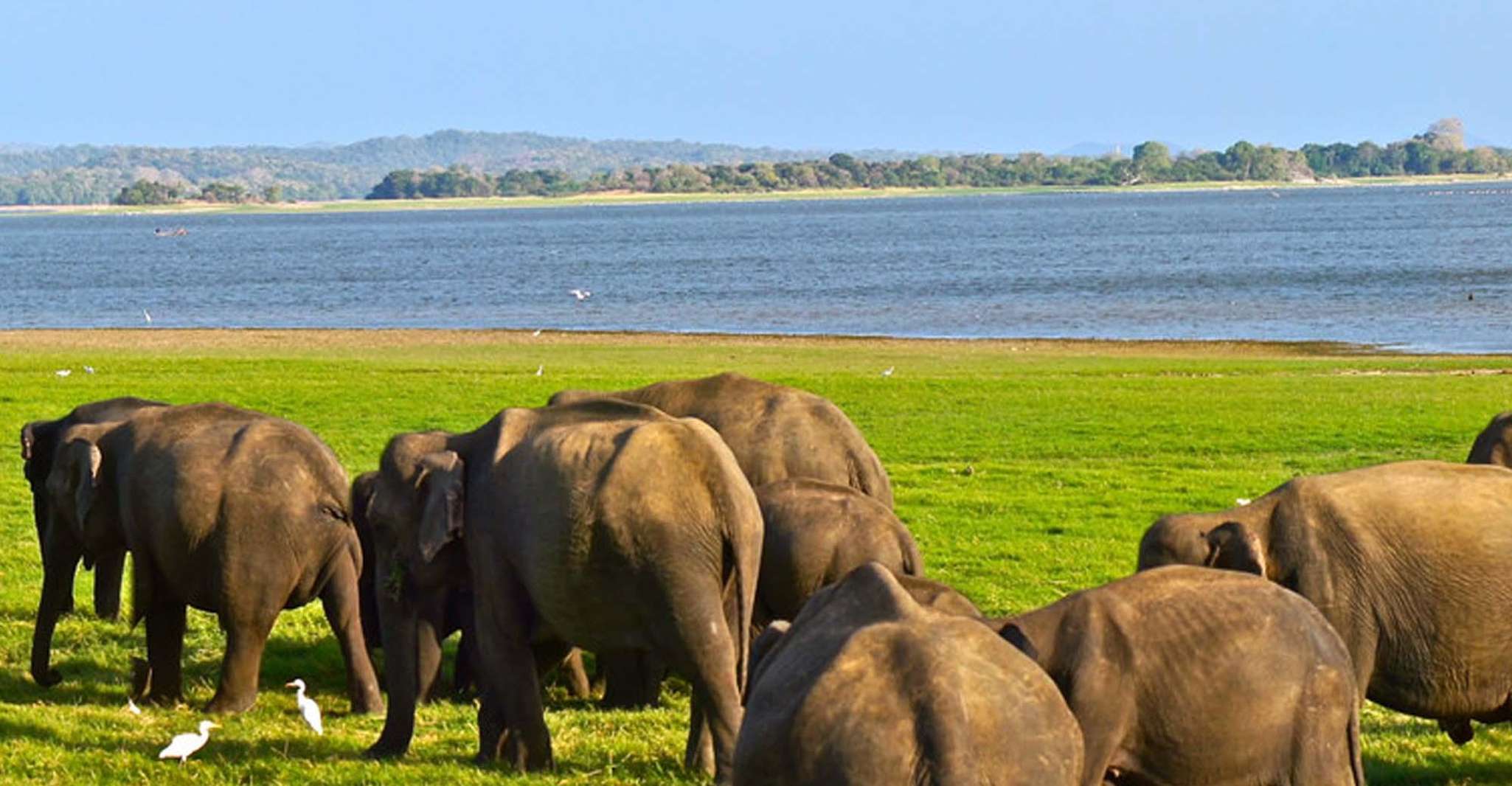 From Hikkaduwa/Galle/Weligama/Mirissa, Udawalawe Safari Tour - Housity