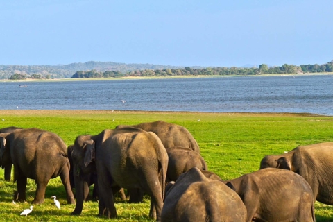 Ab Ella: Udawalawe-Safari mit Elefanten-Transit-Heimbesuch