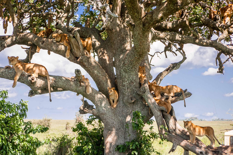 Lake Manyara: Day Trip Safari with Bird Watching