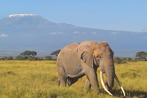 EXCURSION D&#039;UNE JOURNÉE DANS LE PARC NATIONAL D&#039;AMBOSELI AU DÉPART DE NAIROBI BUDGET SAFARI.