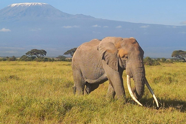 EXCURSION D&#039;UNE JOURNÉE DANS LE PARC NATIONAL D&#039;AMBOSELI AU DÉPART DE NAIROBI BUDGET SAFARI.