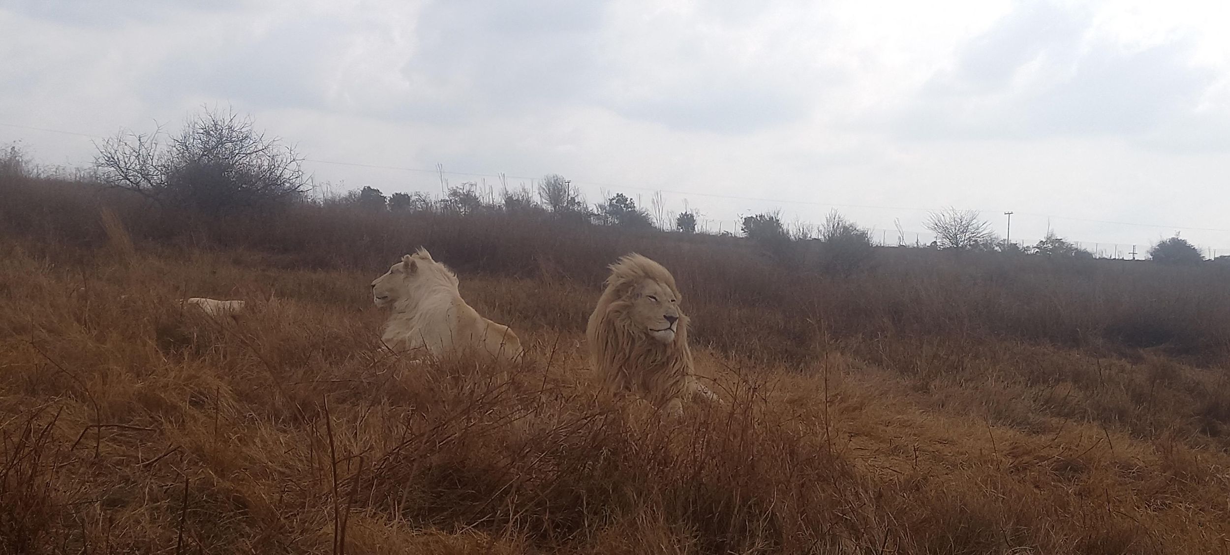 Pilanesberg-Nationalpark