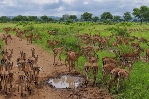 从桑给巴尔出发：米库米 2 日野游、马赛村和航班