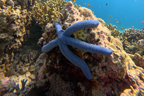 Pemuteran Bali: Menjangan Island Snorkeling Trip with Lunch